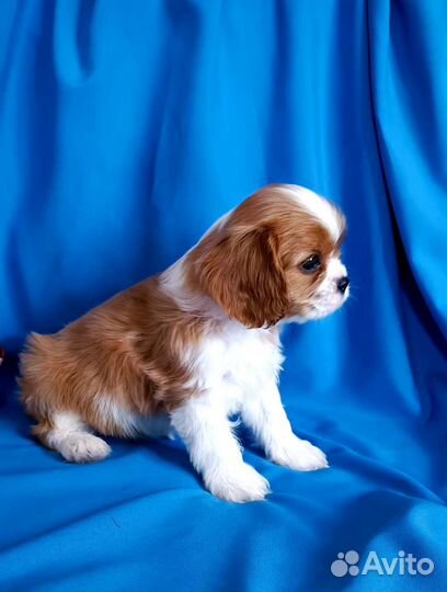 Девочка Кавалер Кинг Чарльз спаниель