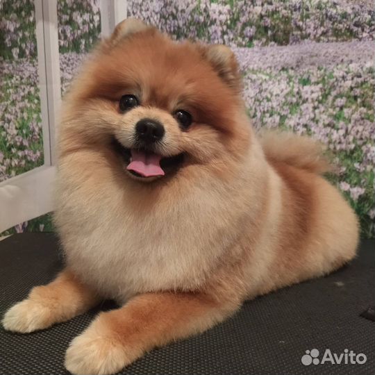 Груминг. Читайте отзывы) Стрижка собак и кошек