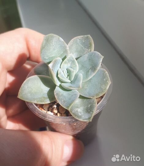 Эхеверии, суккуленты