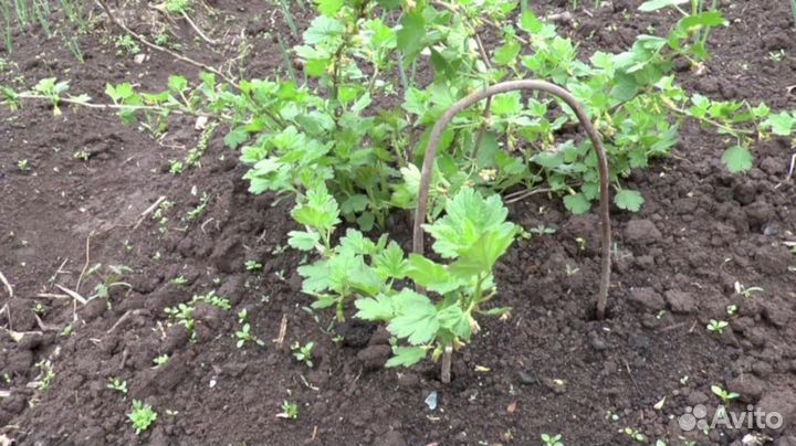 Саженцы крыжовника Пушкинский