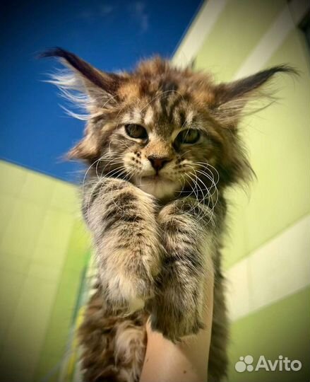 Мейн-кун черепашка