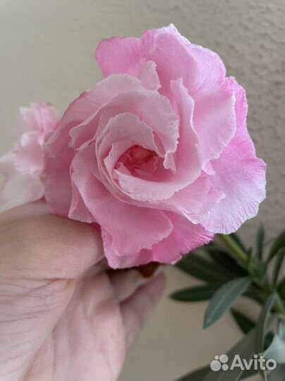 Олеандр розовый