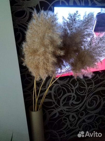 Сухоцвет для декора