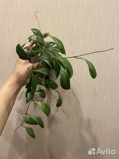 Хойи распродаю 7