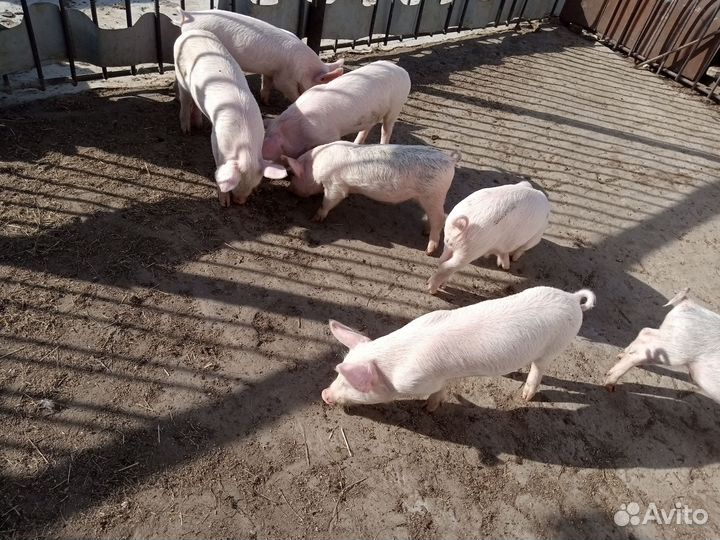 Поросята белая + дюрок