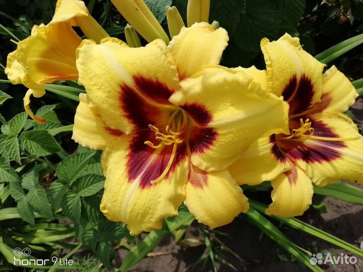 Лилейники сортовые