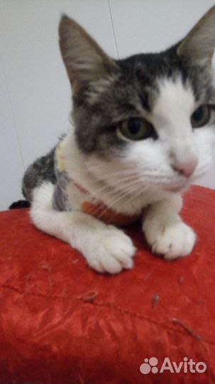 Милая кошечка Даша