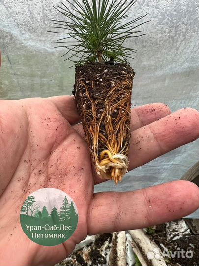 Сеянцы зкс Сосна окс Ель Лиственница Горная