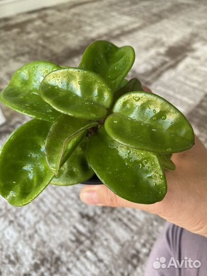 Хойя Кринкл8, Лиза аустралис, Ваетти, фил Хастатум