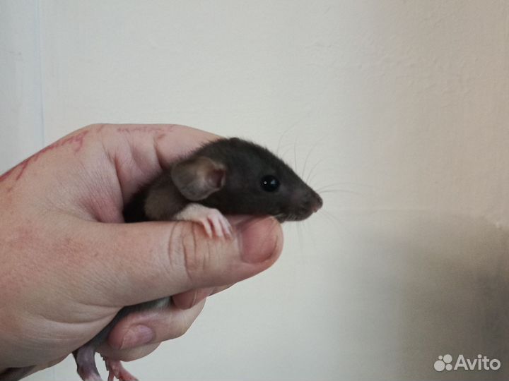 Крысята дамбо