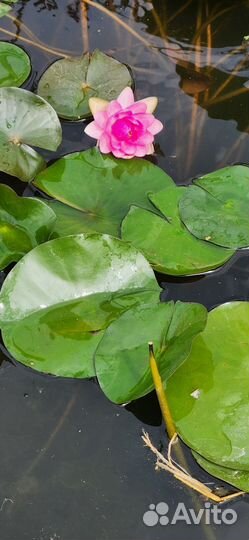 Нимфея (кувшинка )