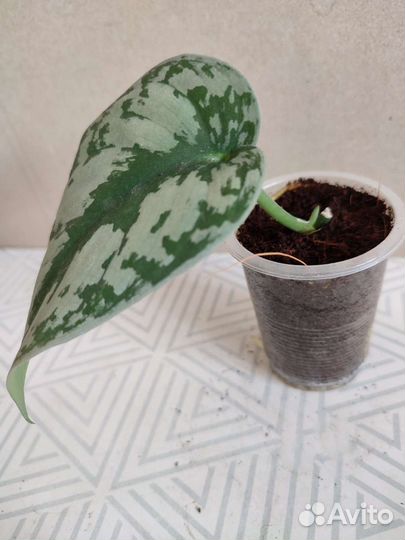 Эпипремнумы: Neon, Aureus Golden, Exotica