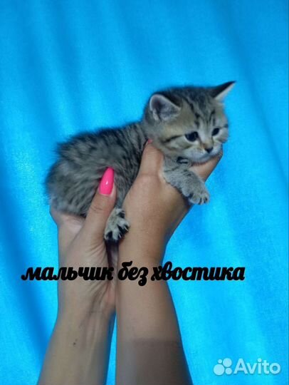 Кошка в дар бесплатно