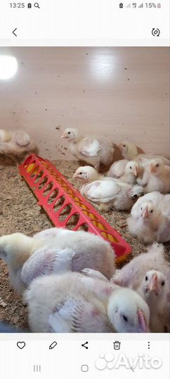 Броллерные