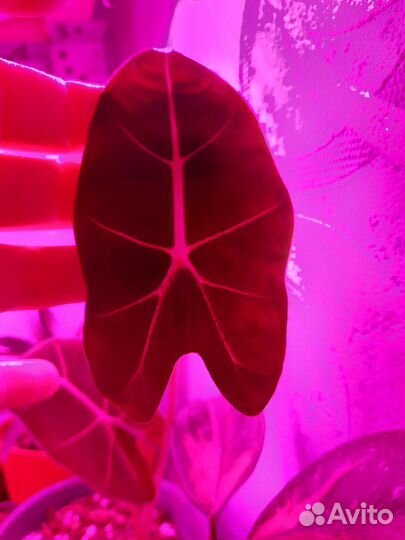 Алоказия фрайдек мишольца