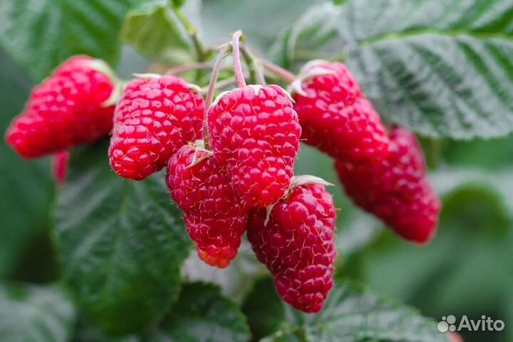 Малина саженцы. Маравилла, нижегородец карамелька