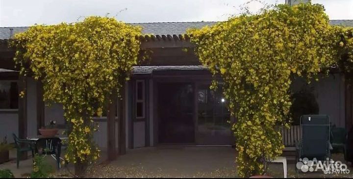 Садовый зимний жасмин