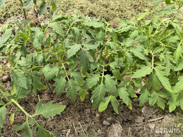 Рассада помидор