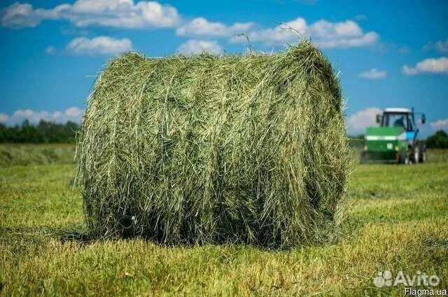 Сено солома 2023 180 и 145