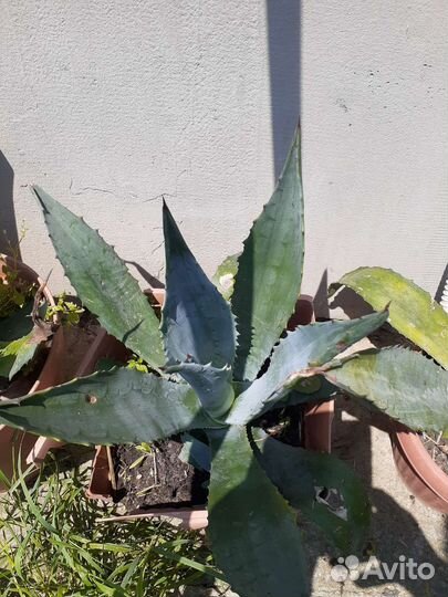 Агава голубая