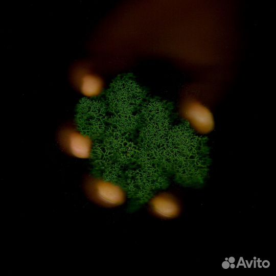 Стабилизированный мох, Зелёное Яблоко