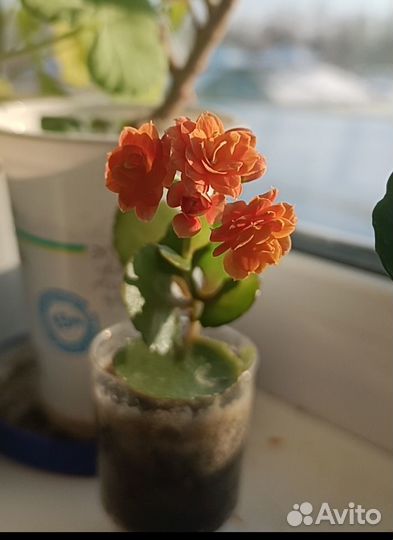 Комнатные цветы