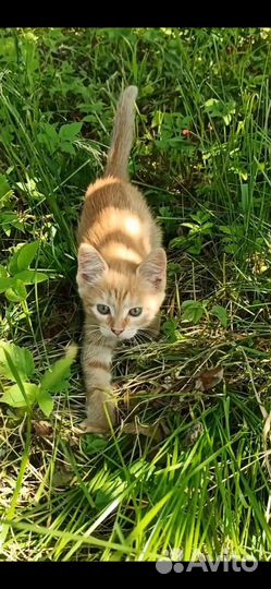 Котята безплатно. Рыжий и трехцветная