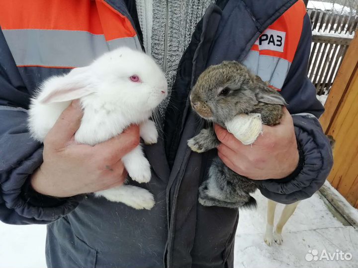 Продам кроликов породы Серый великан