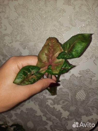 Сингониумы