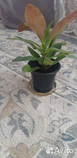 Эуфорбия миля молочай