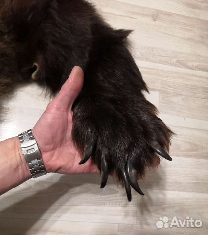 Шкурка медведя