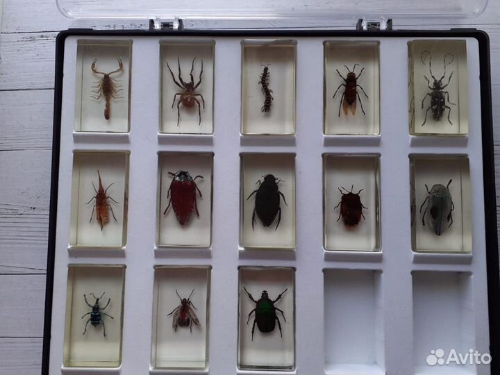 Насекомые в смоле