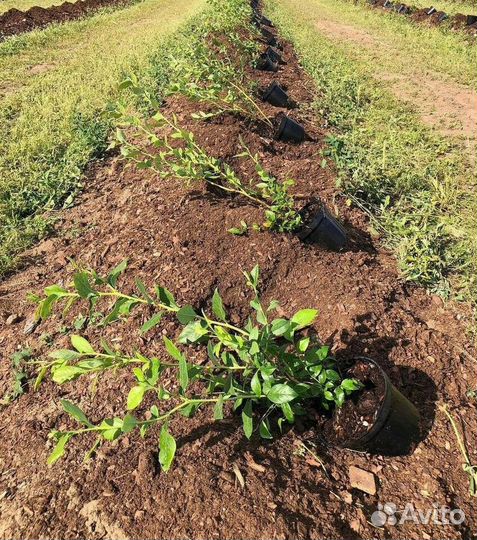 Голубика саженцы с доставкой