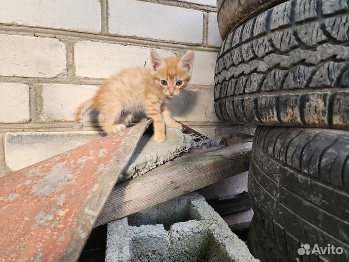 Котята в добрые руки