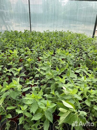 Гортензия метельчатая