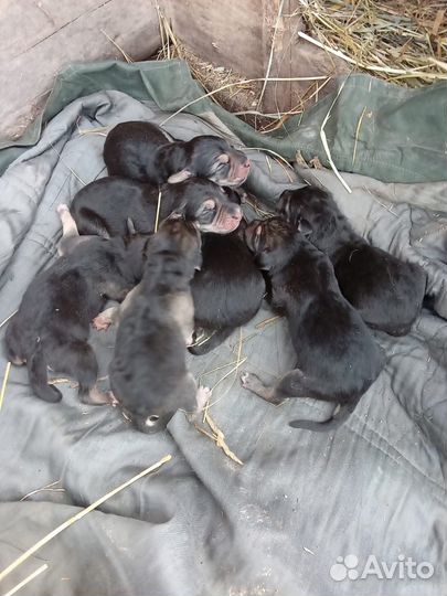 Щенки русской гончей