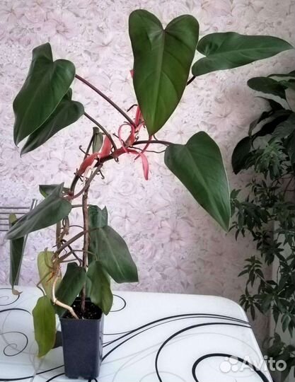 Филодендрон краснеющий