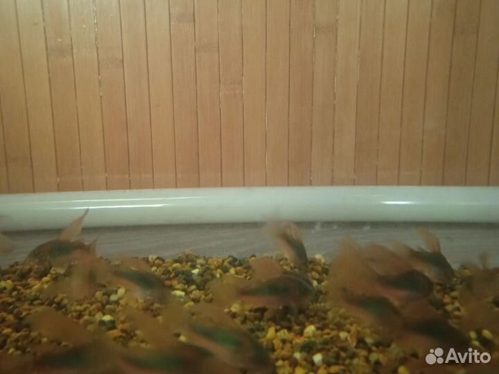 Аквариумные рыбки