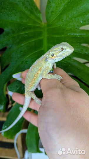 Бородатая агама