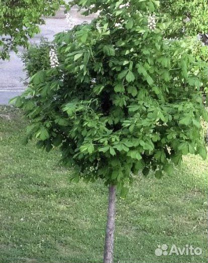 Каштан конский 2м