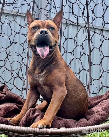 Китайский Чунцин