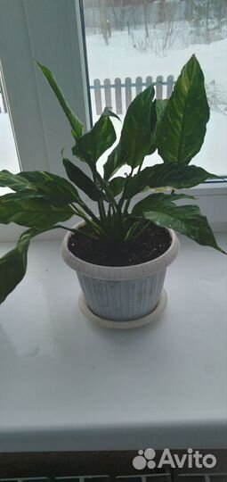 Спатифиллум Джемини