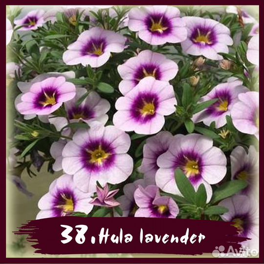 Срезы калибрахоа