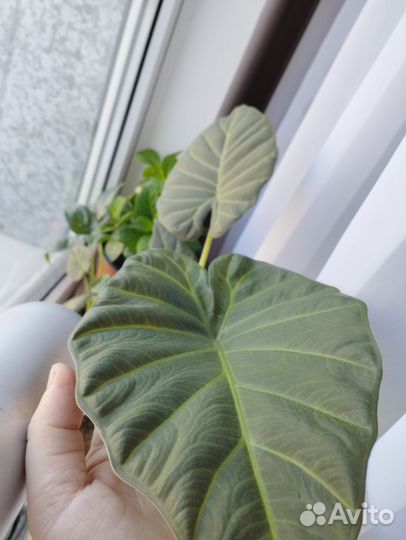 Алоказия регал шилдс