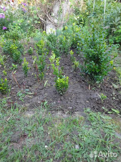 Саженцы самшита