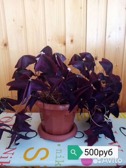 Фикус, денежное дерево, драцена