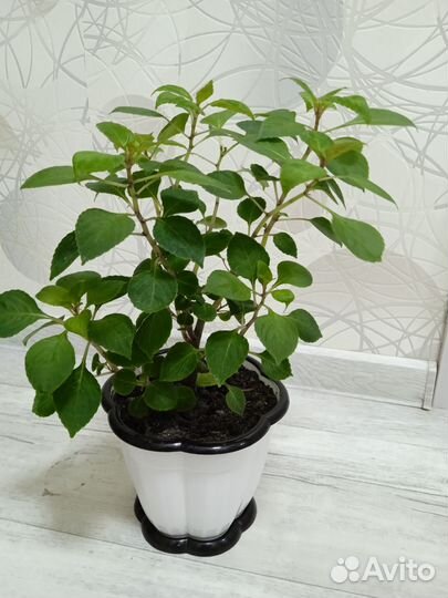 Красавчик бальзамин розовый