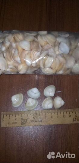 Морские ракушки раковины