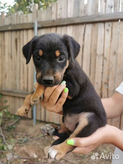 Щенок двортерьер