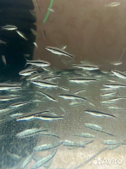 Водорослиед,пицилии,аманда